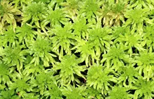 Sphagnum: Sphagnum MOSS - close-up