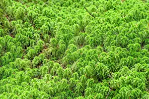 Humidity: Sphagnum in the rainforest of the Pacific littoral