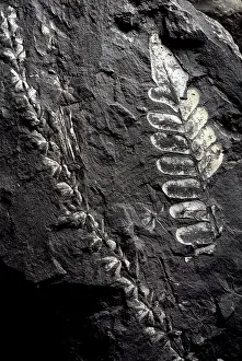 Gymnosperm: Sphenophyllum & Neuropteris Fossils