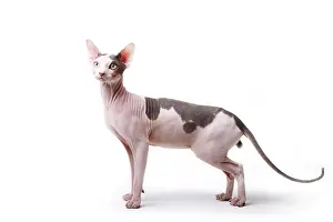 Naked: Sphinx cat naked male black and white standing in the studio
