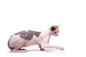 Naked: Sphinx cat naked male black and white in the studio