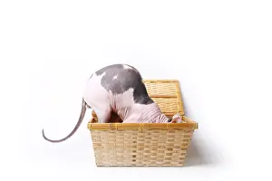 Naked: Sphinx cat naked male hiding in a basket in the studio