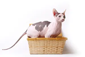 Naked: Sphinx cat naked male sitting in a basket in the studio