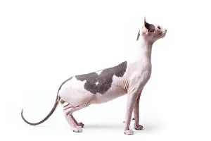 Naked: Sphinx cat naked male standing with neck stretched France