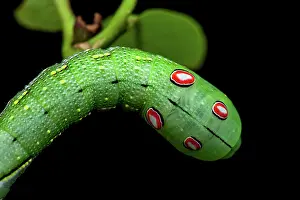 Amazonian: Sphinx chiron (Xylophanes chiron nechus) caterpillar