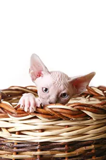 Trugs: Sphinx kitten blue point in a basket in the studio France