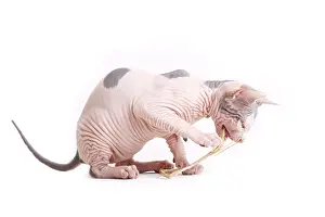 Stalks: Sphinx kitten blue and white playing with a blade of grass