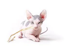 Stalks: Sphinx kitten blue and white playing with a blade of grass