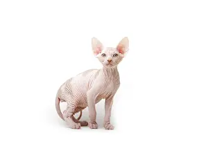Crossed: Sphinx kitten standing in studio in France