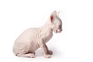 Lips: Sphinx kittens blue point licking his lips France
