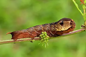 Hornworms: Sphinx moth (hawk moth) caterpillar - Snake mimic