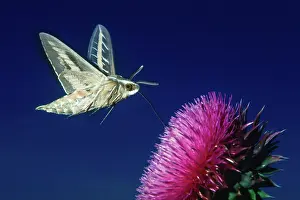 Pterygota: Sphinx Moth and Russian Thistle