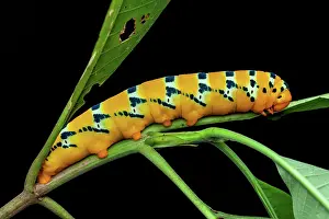 Heterocera: Sphinx (Oryba kadeni) caterpillar on a stem, Montagne