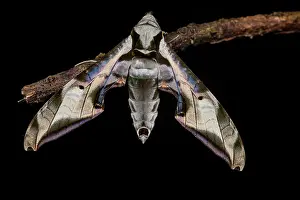 Amazonian: Sphinx (Protambulyx goeldii) on a twig, Saramaca