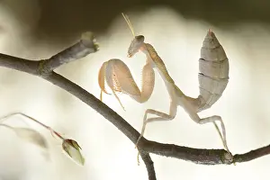 Buds: Sphodromantis viridis nymph walking on a twig with buds of a