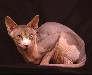 Ugly: Sphynx CAT