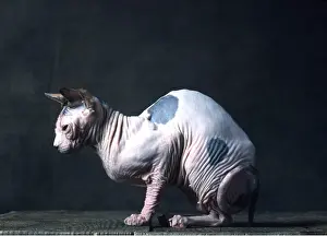 Ugly: Sphynx CAT