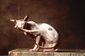 Ugly: Sphynx CAT - brown Torie