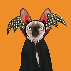 Fangs: Sphynx Cat, dresssed as Dracula