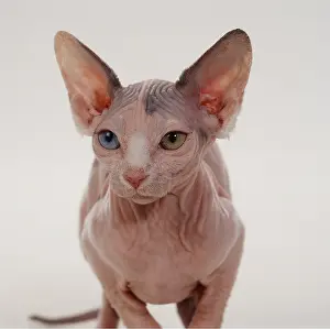Bicolour: Sphynx CAT - harlequin / bicolour