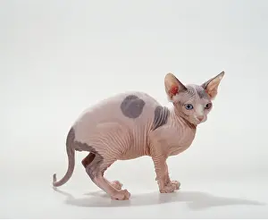 Bicolour: Sphynx CAT - harlequin / bicolour