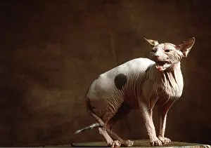 Ugly: Sphynx CAT - miaowing