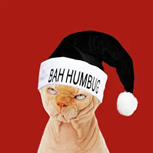 Miserable: Sphynx Cat wearing Bah Humbug Christmas hat