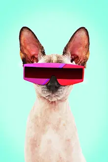 310320: Sphynx Cat, wearing futuristic sunglasses