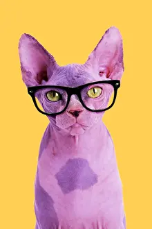 161018: Sphynx Cat, wearing glasses