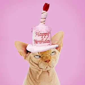 Miserable: Sphynx Cat wearing Happy Birthday hat Digital manipulation