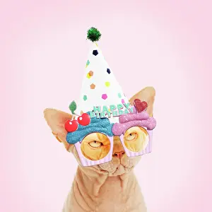 Miserable: Sphynx Cat wearing Happy Birthday hat and sunglasses