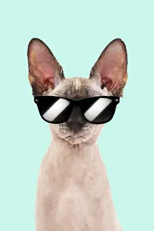 161018: Sphynx Cat, wearing sunglasses