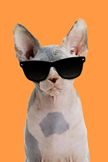 161018: Sphynx Cat, wearing sunglasses