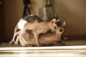 Bites: Sphynx Cats mating indoors France