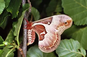 Spicebush: SPICEBUSH MOTH / Promethea moth