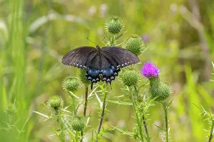 Vulgare: Spicebush swallowtail on Bull thistle