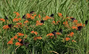 Papilio: Spicebush Swallowtail butterflies
