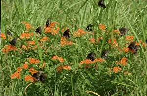 Papilio: Spicebush Swallowtail butterflies