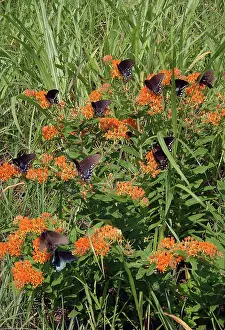 Papilio: Spicebush Swallowtail butterflies