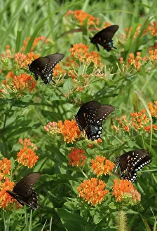 Papilio: Spicebush Swallowtail butterflies