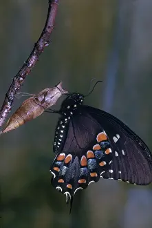Lifecycle: Spicebush Swallowtail Butterfly