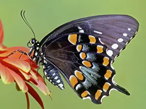 Abdomen: Spicebush Swallowtail Butterfly