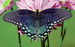 Clouded: Spicebush Swallowtail Butterfly