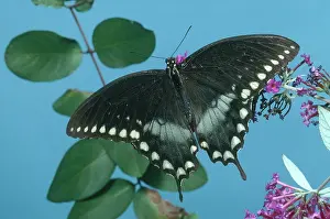 Lifecycle: Spicebush Swallowtail Butterfly