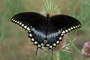 Ohio: Spicebush Swallowtail Butterfly
