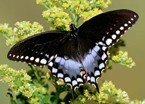 Clouded: Spicebush Swallowtail Butterfly