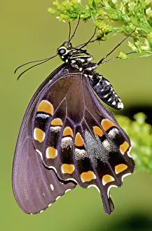 Clouded: Spicebush Swallowtail Butterfly