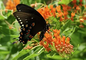 Papilio: Spicebush Swallowtail butterfly