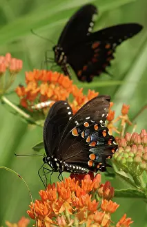 Papilio: Spicebush Swallowtail butterfly