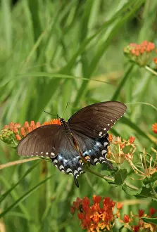 Papilio: Spicebush Swallowtail butterfly